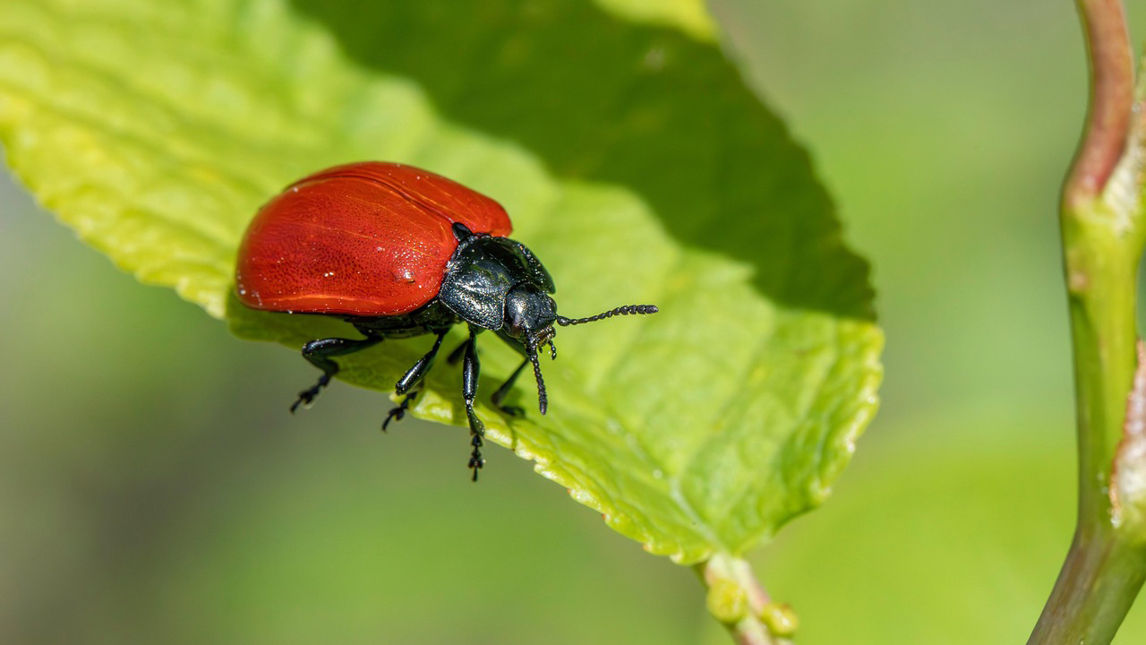 Image of a beetle pesticide