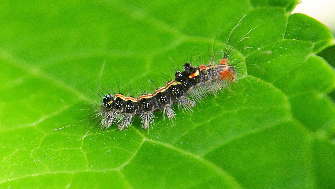 Image of a beetle pesticide