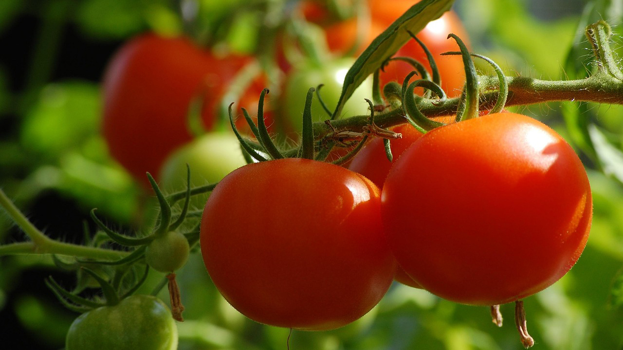 Image of tomato